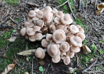Ringloser Hallimasch (Armillaria tabescens) - © Bernard Wieser